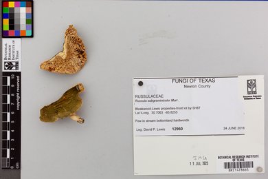 Russula subgraminicolor image