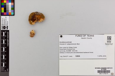 Russula subgraminicolor image