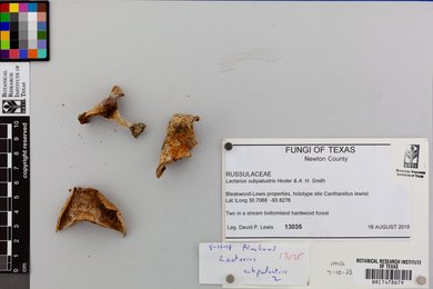 Lactarius subpalustris image