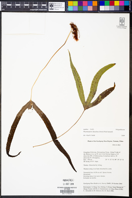 Selliguea dactylina image
