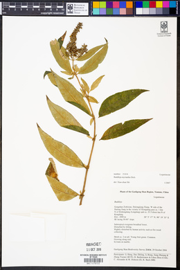 Buddleja myriantha image