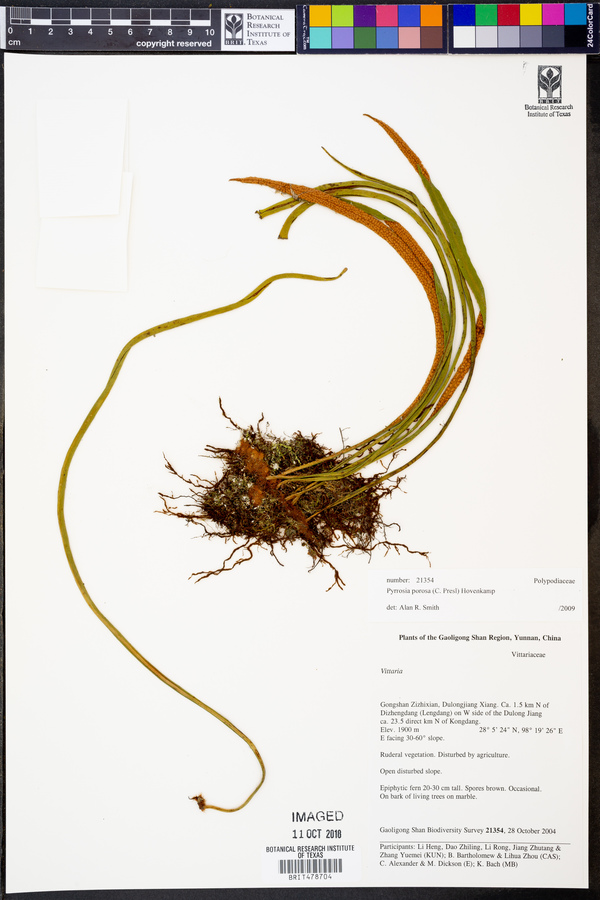 Pyrrosia porosa image