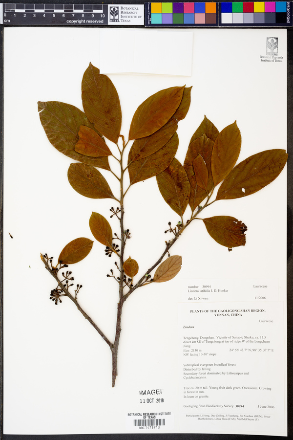 Lindera latifolia image