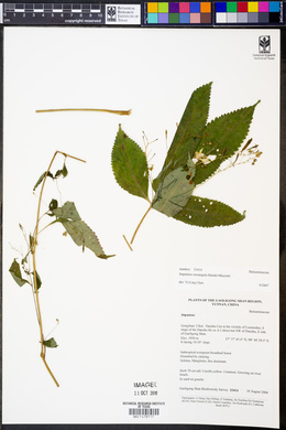 Impatiens rectangula image