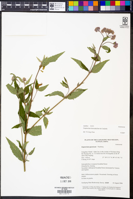 Image of Eupatorium heterophyllum