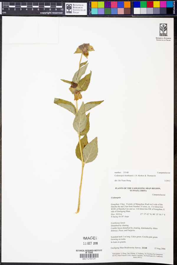Codonopsis benthamii image