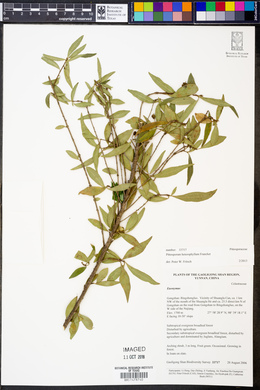 Pittosporum heterophyllum image