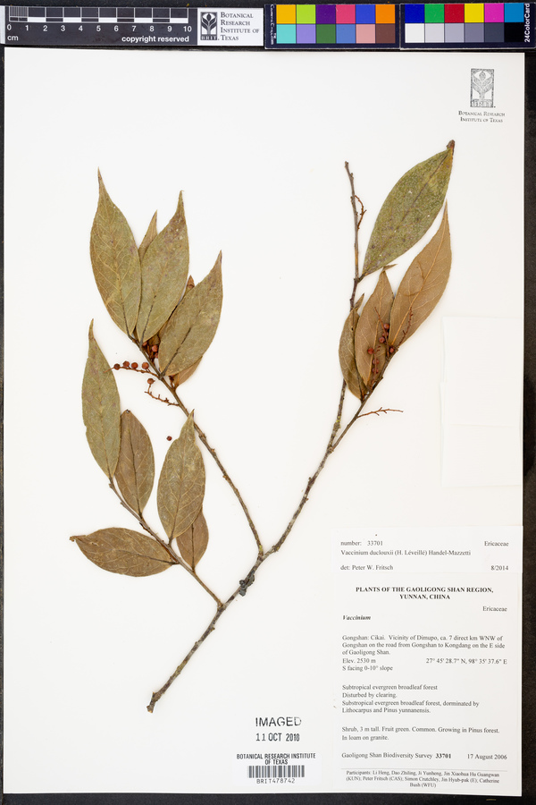 Vaccinium duclouxii image