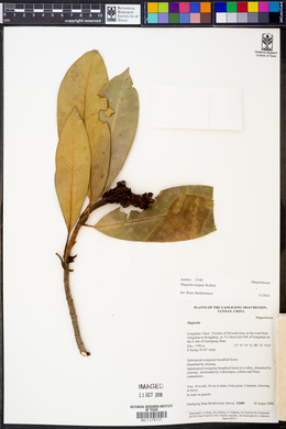 Magnolia insignis image