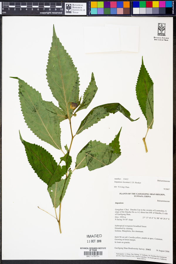 Impatiens lecomtei image