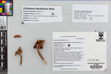 Entoloma flavifolium image