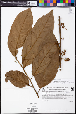 Discophora guianensis image