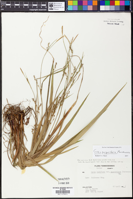 Carex purpurifera image