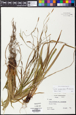 Carex purpurifera image