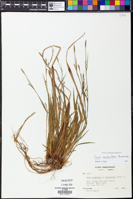 Carex purpurifera image