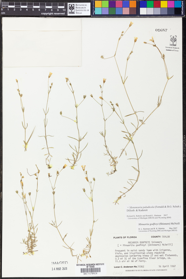 Mononeuria paludicola image