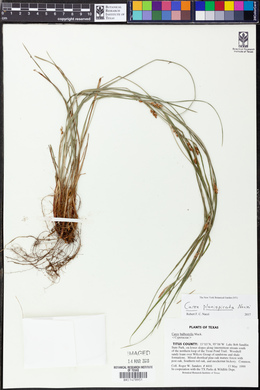 Carex planispicata image