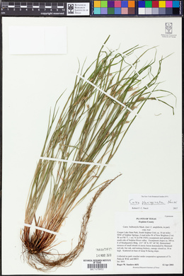 Carex planispicata image