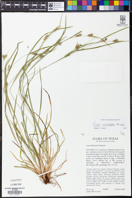 Carex corrugata image