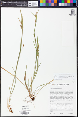 Carex corrugata image