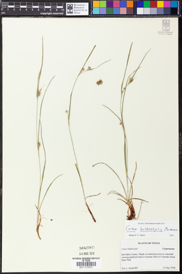 Carex bulbostylis image