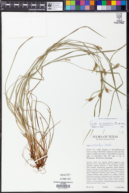 Carex bulbostylis image