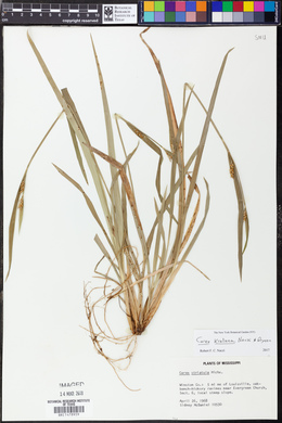 Carex kraliana image