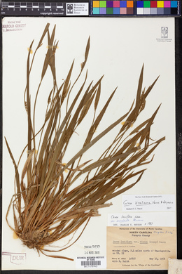 Carex kraliana image