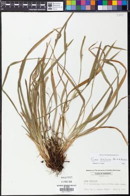 Carex kraliana image