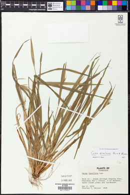 Carex kraliana image