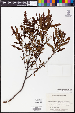 Comptonia peregrina image