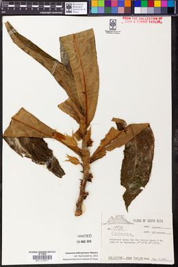 Columnea kalbreyeriana image