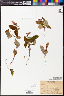 Achimenes patens image