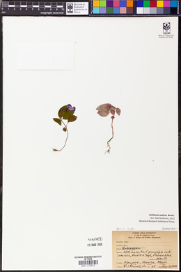 Achimenes patens image