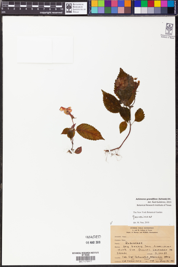 Achimenes grandiflora image