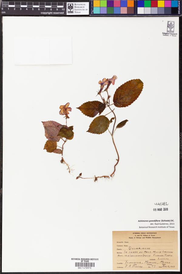 Achimenes grandiflora image