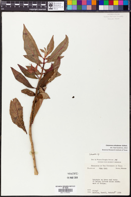 Columnea schiedeana image