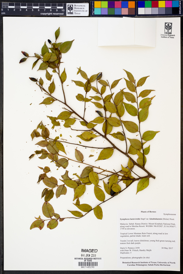 Symplocos laeteviridis var. kinabaluensis image
