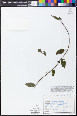 Berchemia scandens image