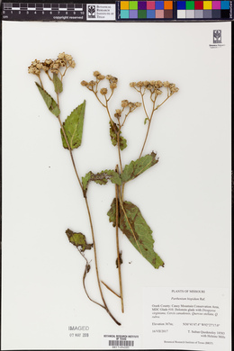 Parthenium hispidum image