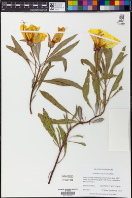 Oenothera macrocarpa image