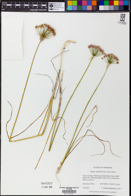 Allium stellatum image