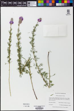 Dalea purpurea image