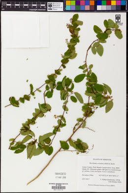 Berchemia scandens image