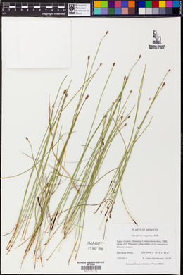 Eleocharis compressa image