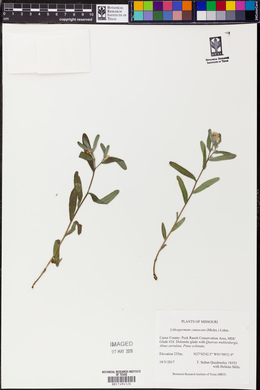 Lithospermum canescens image