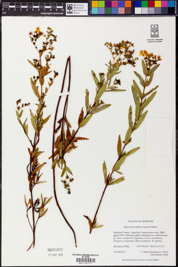 Hypericum sphaerocarpum image