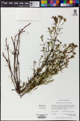 Stenaria nigricans var. nigricans image