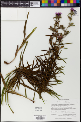 Liatris squarrosa image