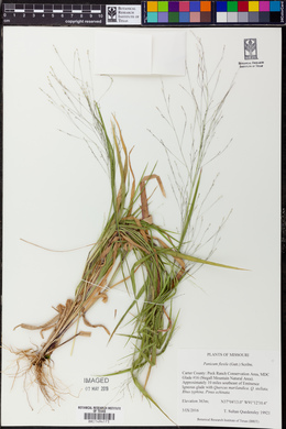 Panicum flexile image